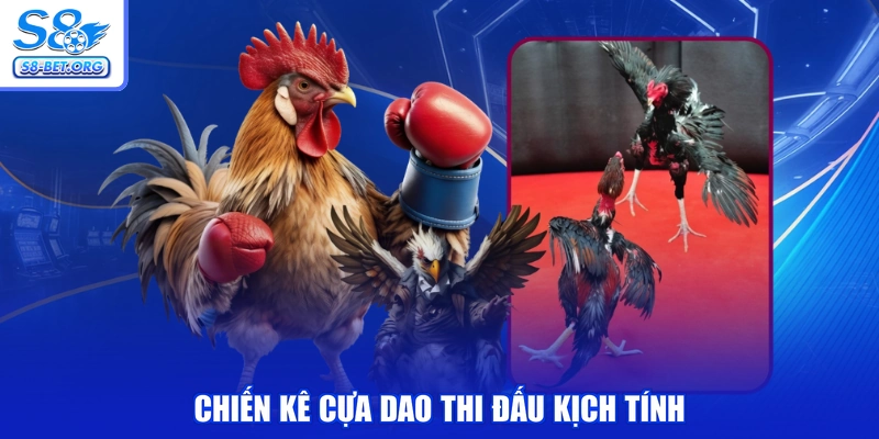 Chiến kê cựa dao thi đấu kịch tính