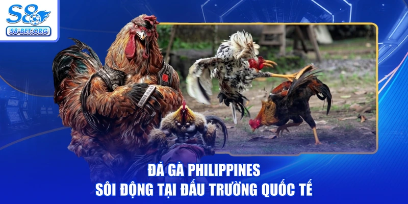 Đá gà philippines sôi động tại đấu trường quốc tế