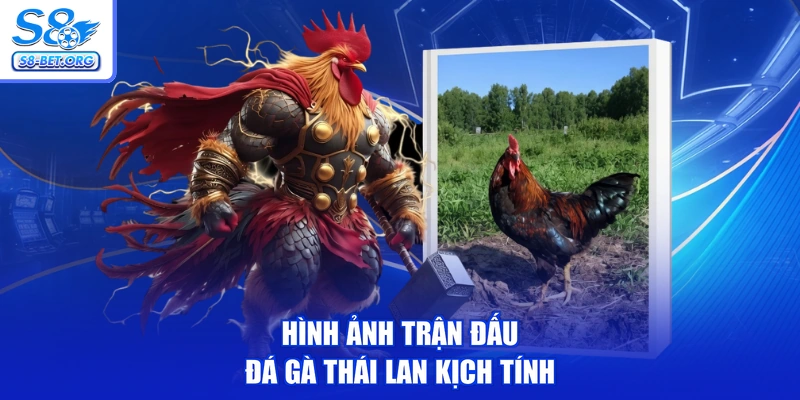 Hình ảnh trận đấu đá gà thái lan kịch tính